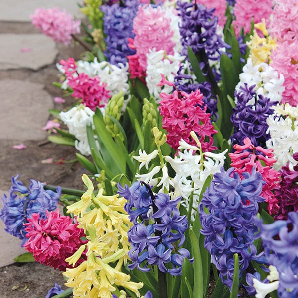 Hyacinth Garden Mixed Flower Bulbs