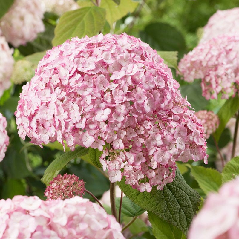 Hydrangea arborescens Candybelle Bubblegum Shrub