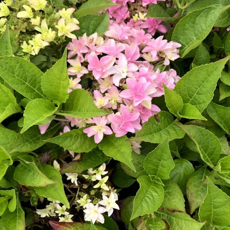 Hydrangea Floria