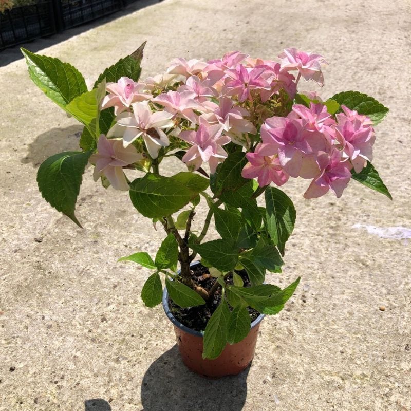 Hydrangea Floria