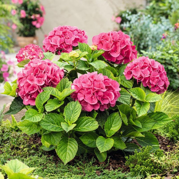 Hydrangea macrophylla Hot Red Shrub Plants