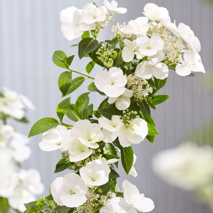 Hydrangea macrophylla Runaway Bride Shrub Plants