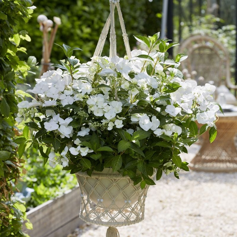 Hydrangea macrophylla Runaway Bride Shrub Plants