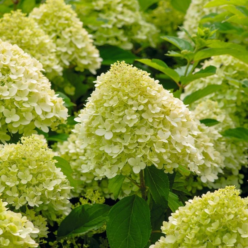 Hydrangea paniculata Limelight Shrub Plants