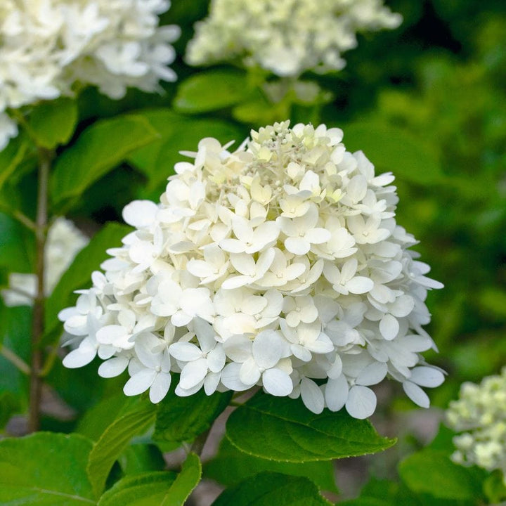 Hydrangea paniculata Limelight Shrub Plants