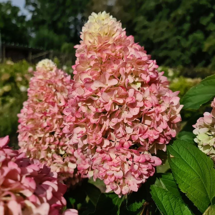 Hydrangea paniculata Little Fresco Shrub Plants