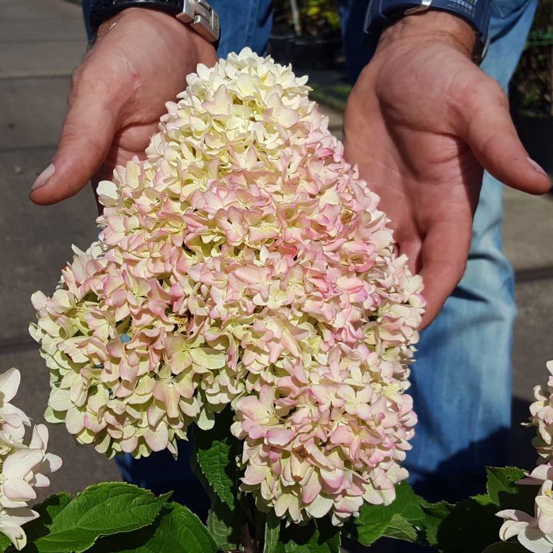 Hydrangea paniculata Little Fresco Shrub Plants