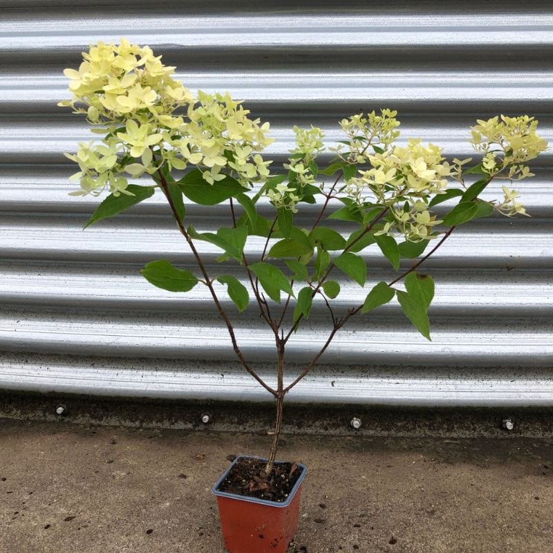 Hydrangea paniculata Vanille Fraise Shrub Plants