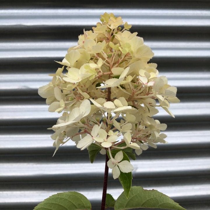 Hydrangea paniculata Vanille Fraise Shrub Plants