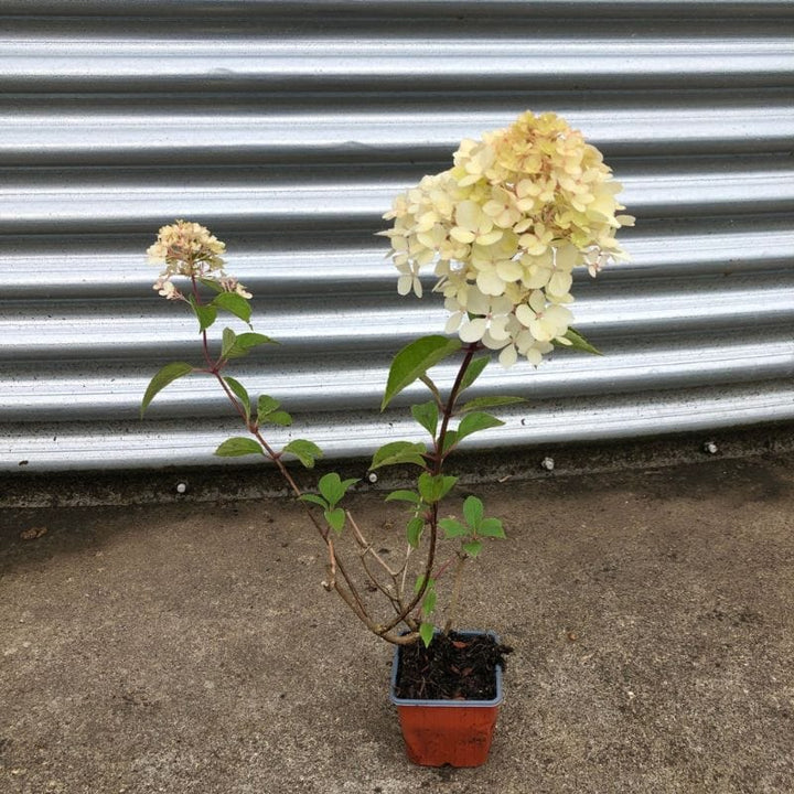 Hydrangea paniculata Vanille Fraise Shrub Plants