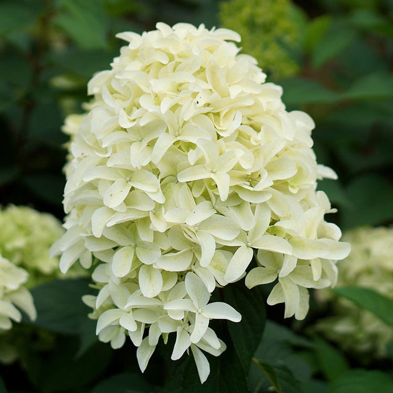 Hydrangea Skyfall