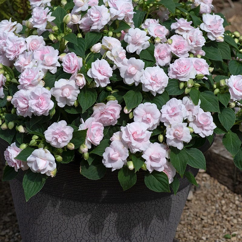 Impatiens Glimmer Appleblossom