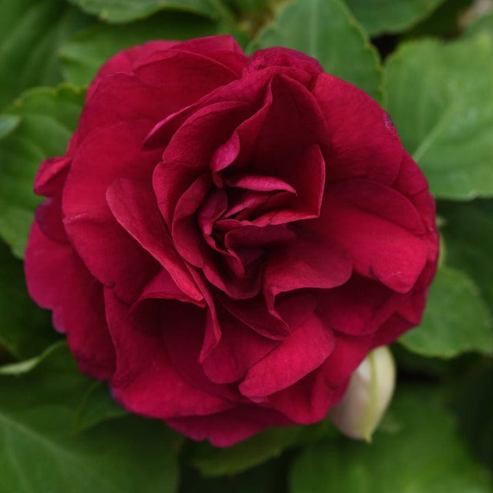 Impatiens Glimmer Burgundy