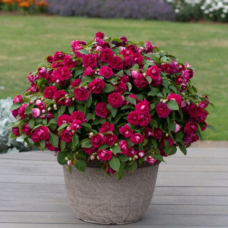 Impatiens Glimmer Burgundy