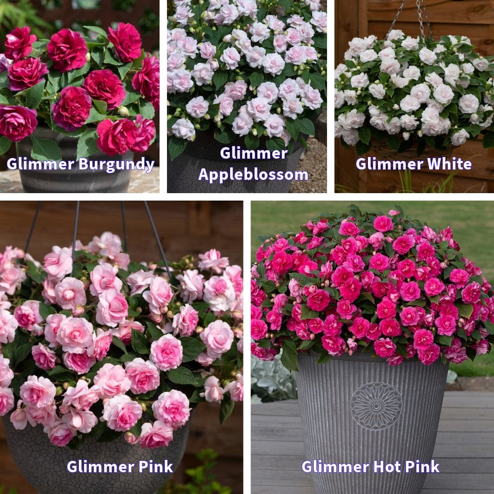 Flower Plants