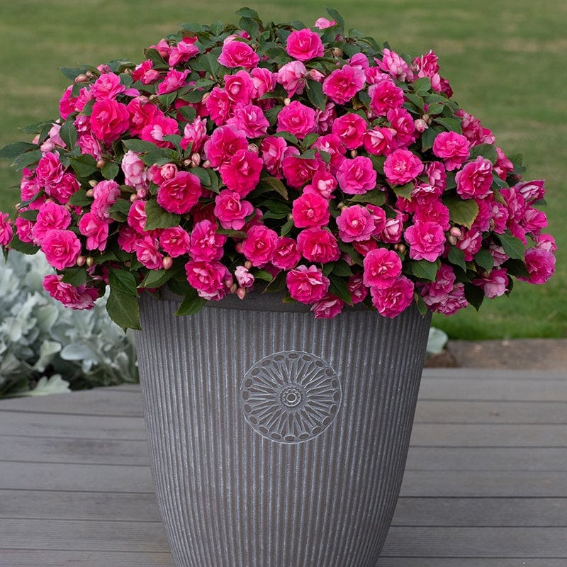 Impatiens Glimmer Collection