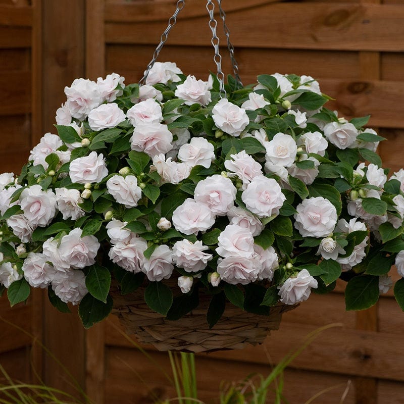 Impatiens Glimmer Collection