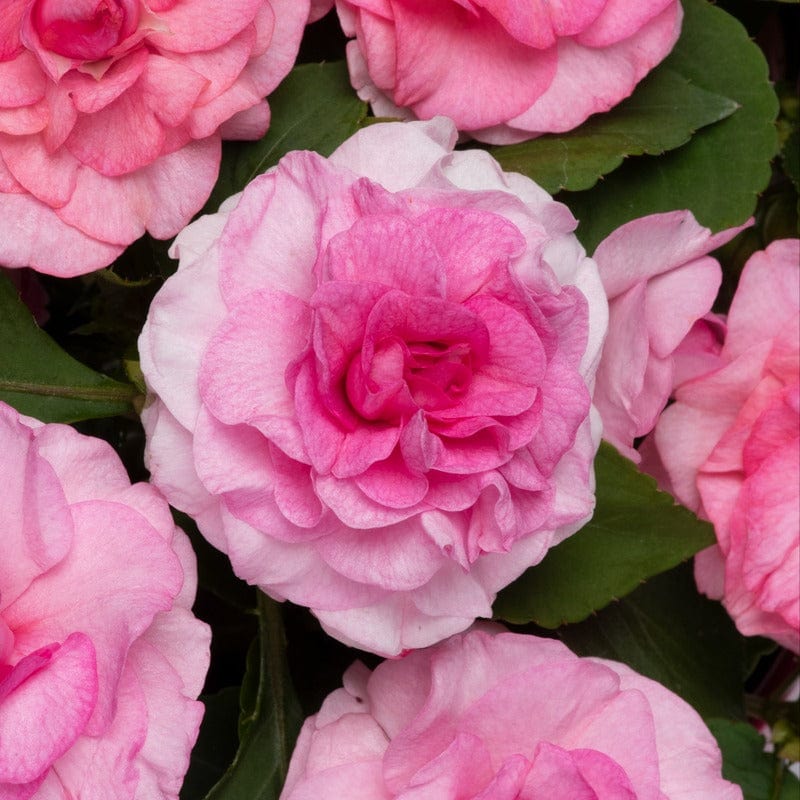 Impatiens Glimmer Pink