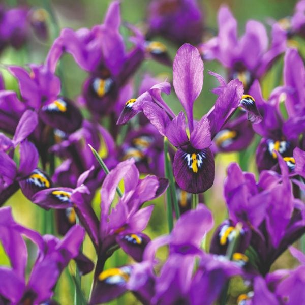 Black & Flame Iris Flower Seeds – 35 Count – Multicolor Perennial, Outdoor Garden
