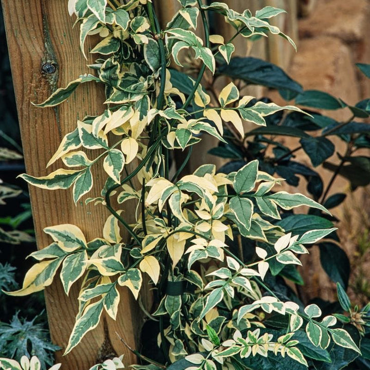 Jasmine Collection (Jasminum) Plants