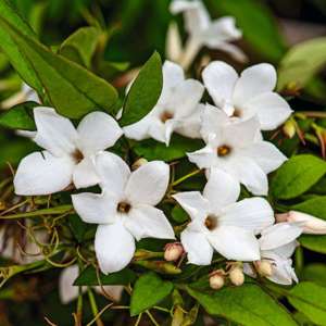 Jasmine Collection (Jasminum) Plants