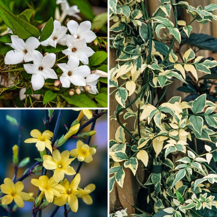 Jasmine Collection (Jasminum) Plants