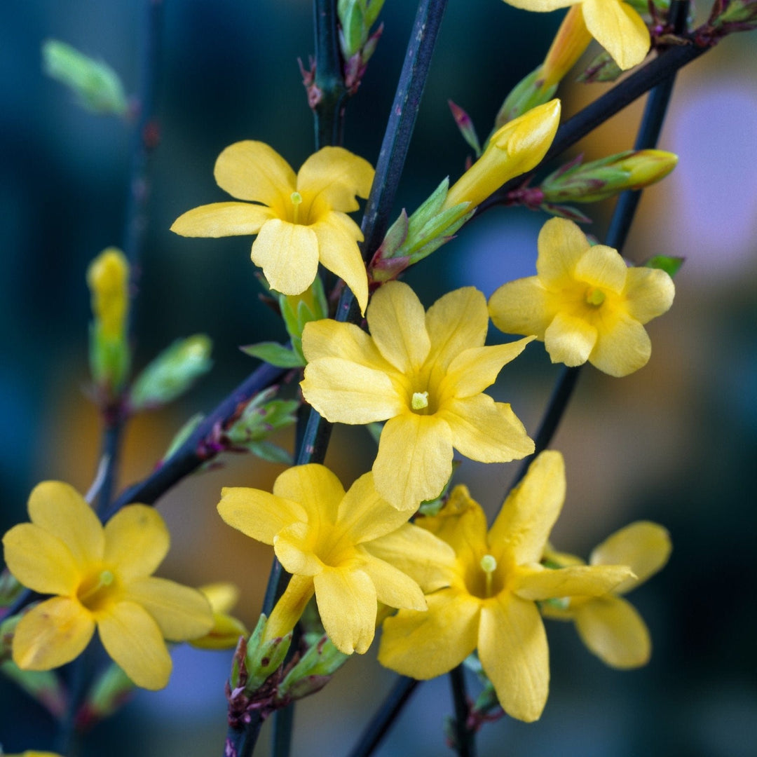 Jasminum nudiflorum (Winter Jasmine) Plants