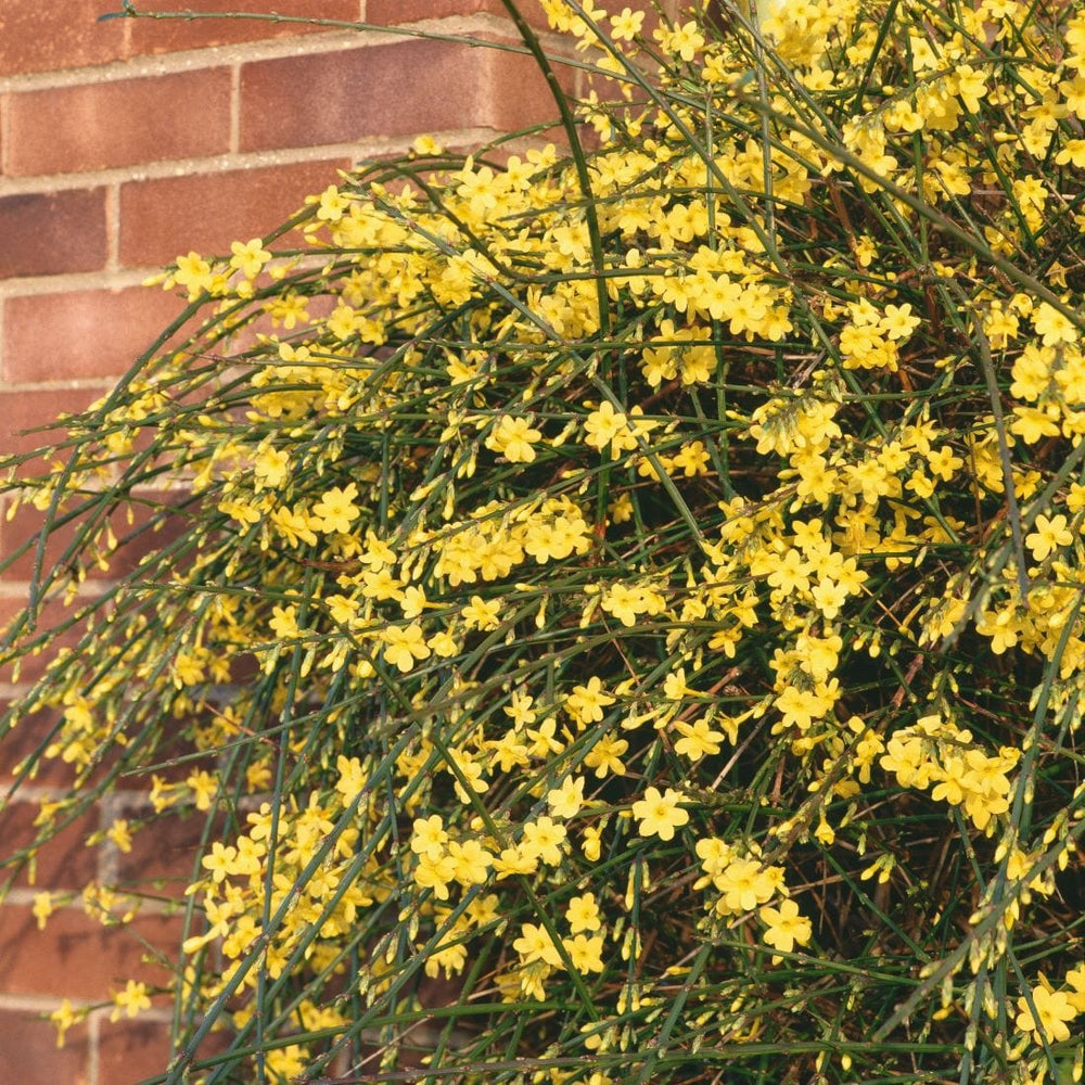 Jasminum nudiflorum (Winter Jasmine) Plants