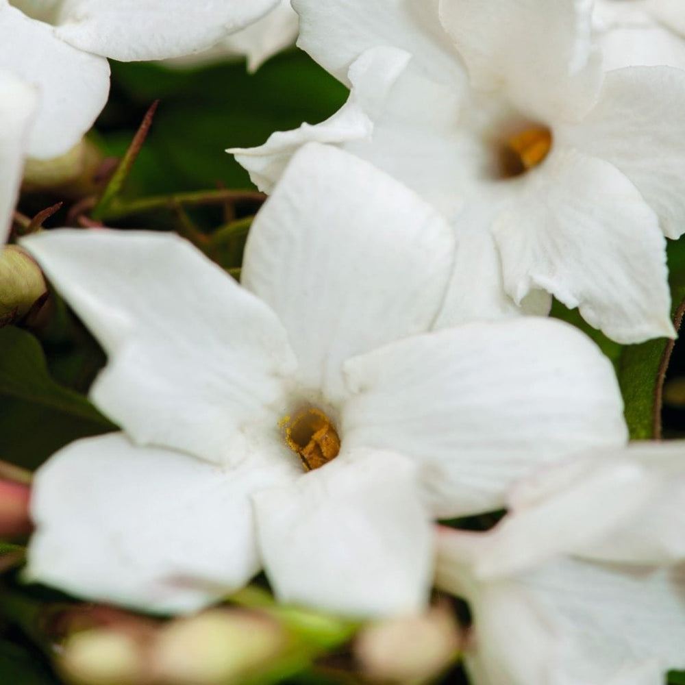 Jasminum officinale Argenteovariegatum (Variegated Common Jasmine) Plants