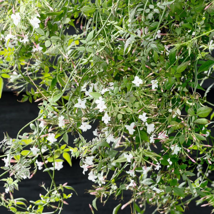 Jasminum officinale (Common Jasmine) Plants