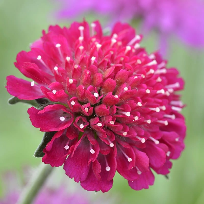 Knautia macedonica