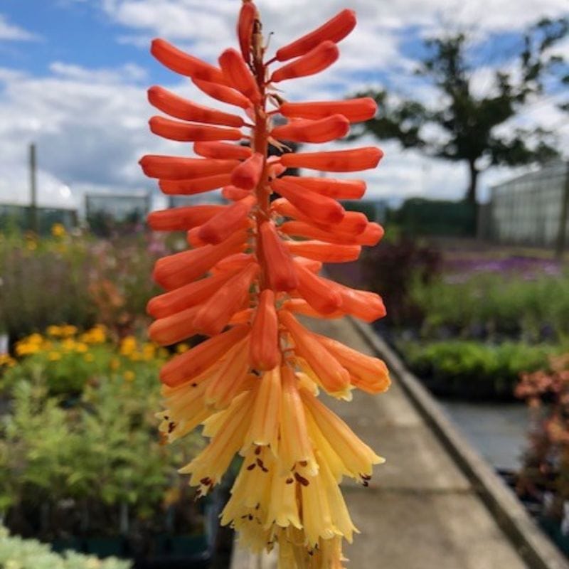 Kniphofia Flamenco