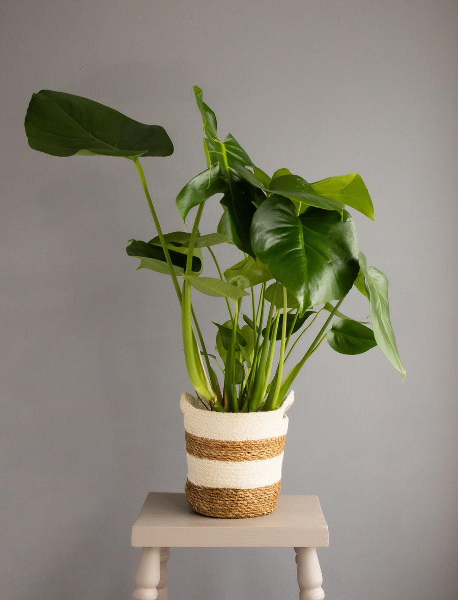 Large Monstera in Hessian Handle Basket