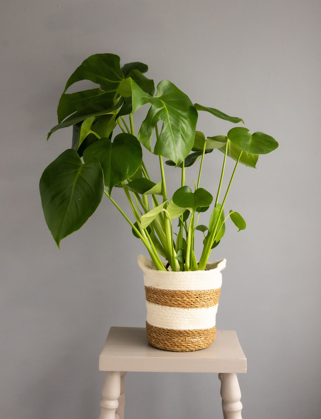 Large Monstera in Hessian Handle Basket