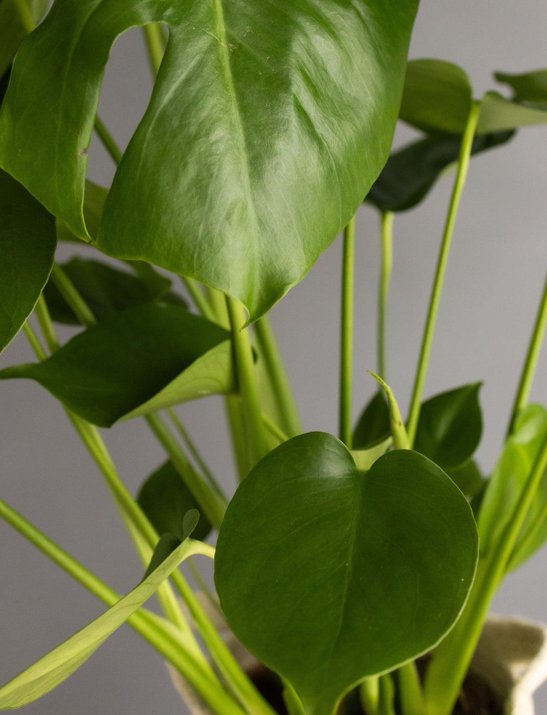 Large Monstera in Hessian Handle Basket