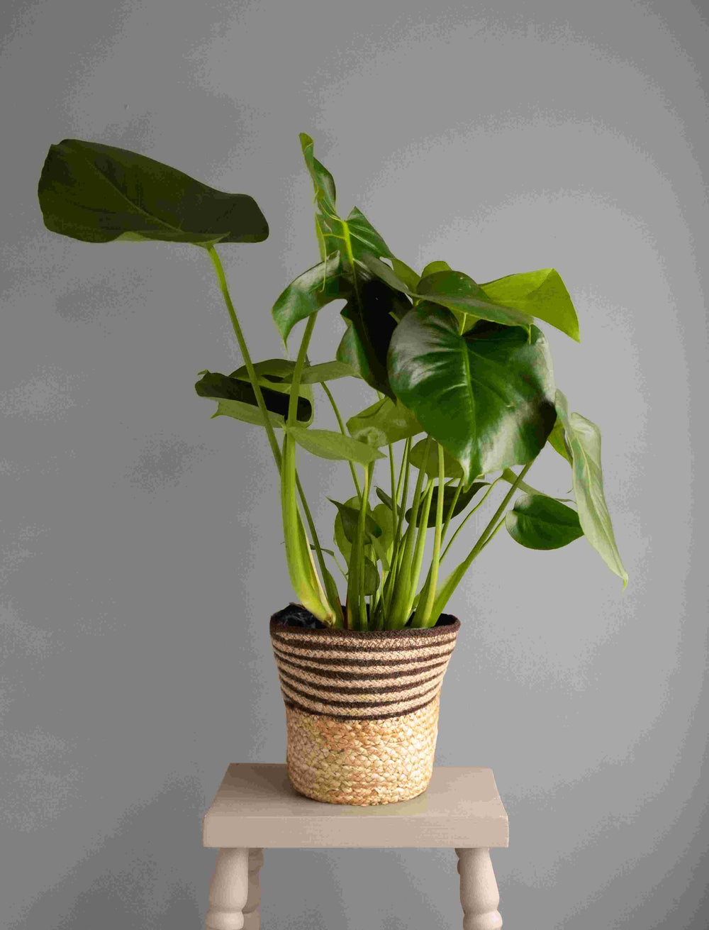 Large Monstera in Hessian Striped Basket