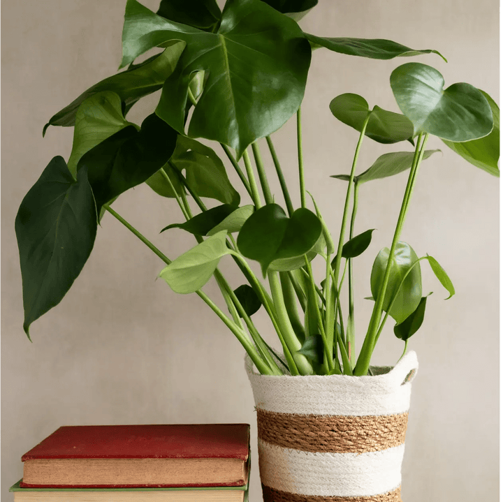 Large Monstera in Hessian Striped Basket