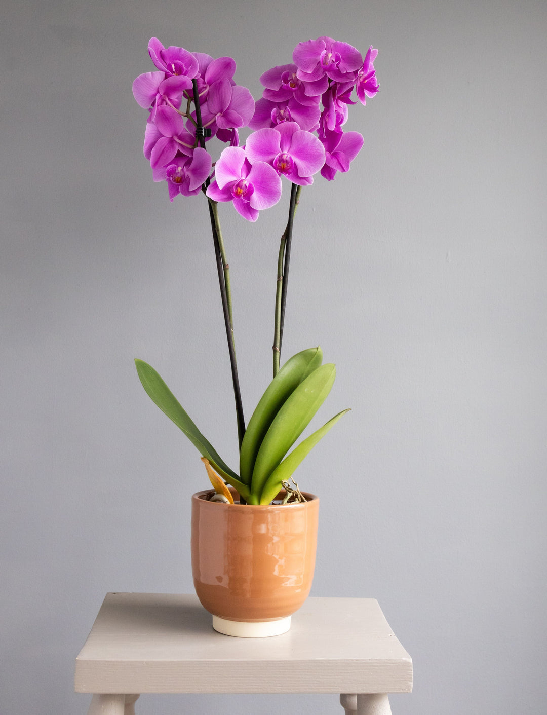 Large Pink Orchid in Glazed Cognac Ceramic Pot