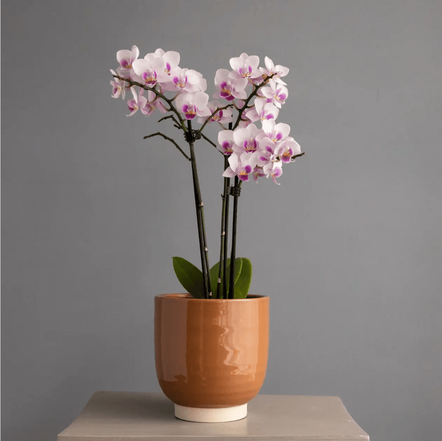 Large Pink Orchid in Glazed Cognac Ceramic Pot