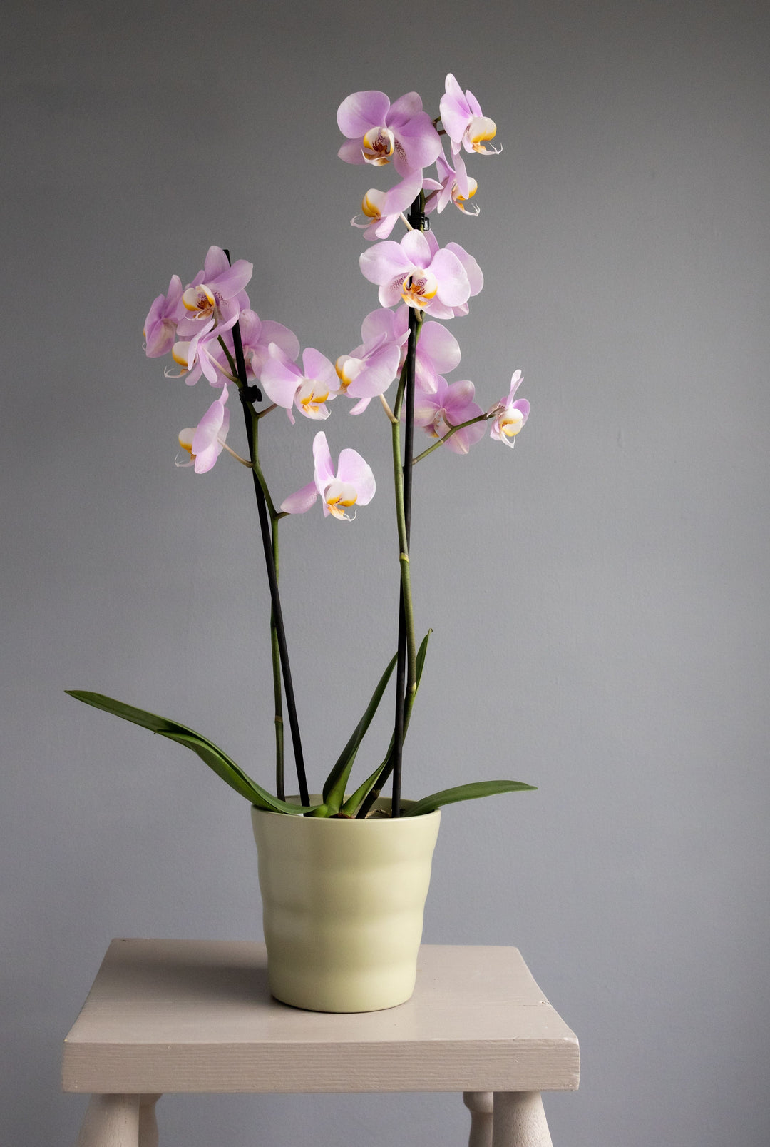 Large Pink Orchid in Matt Khaki Pot