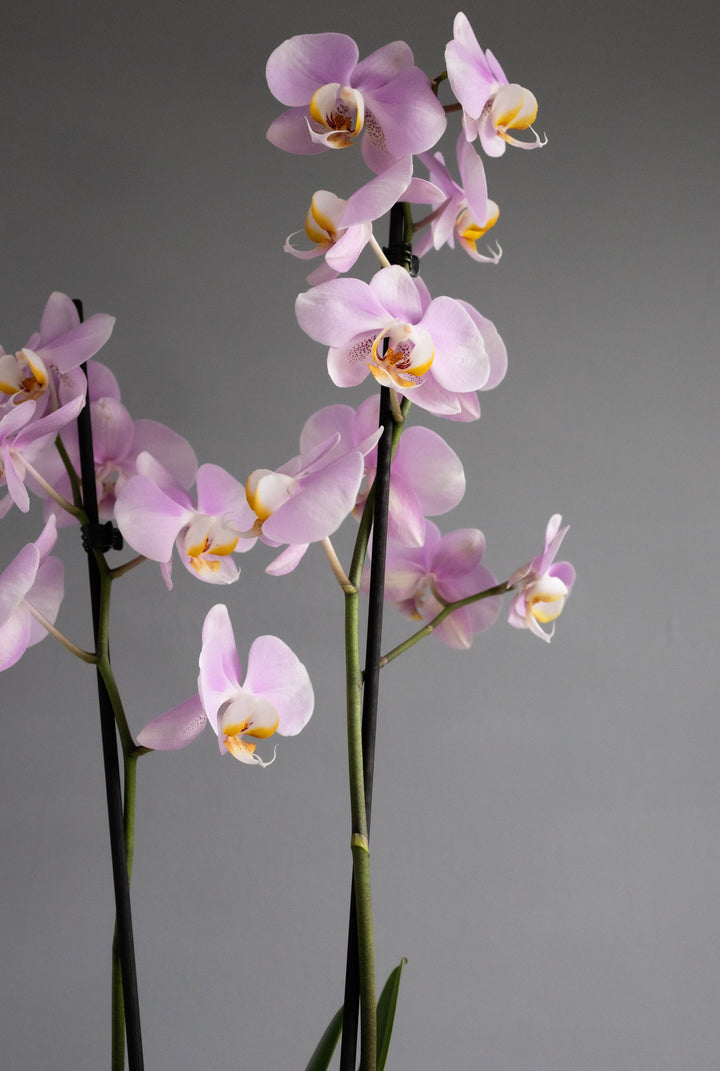 Large Pink Orchid in Matt Khaki Pot