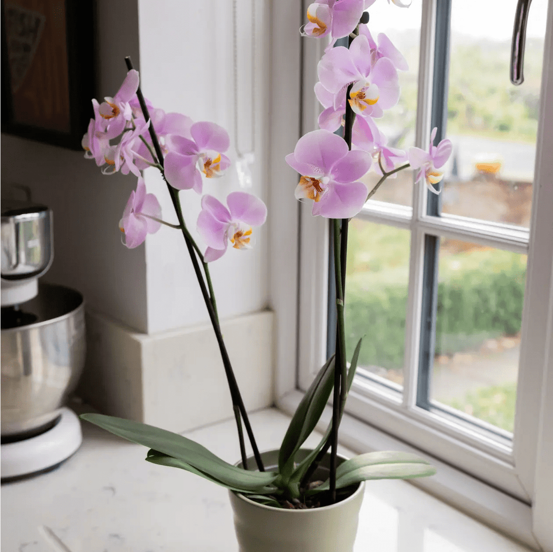 Large Pink Orchid in Matt Khaki Pot