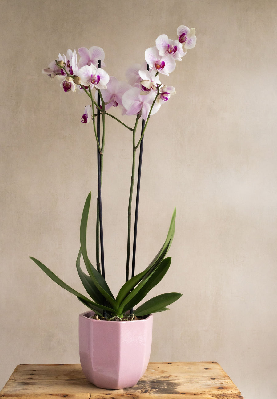 Large Pink Orchid in Pink Heptagon Ceramic Pot
