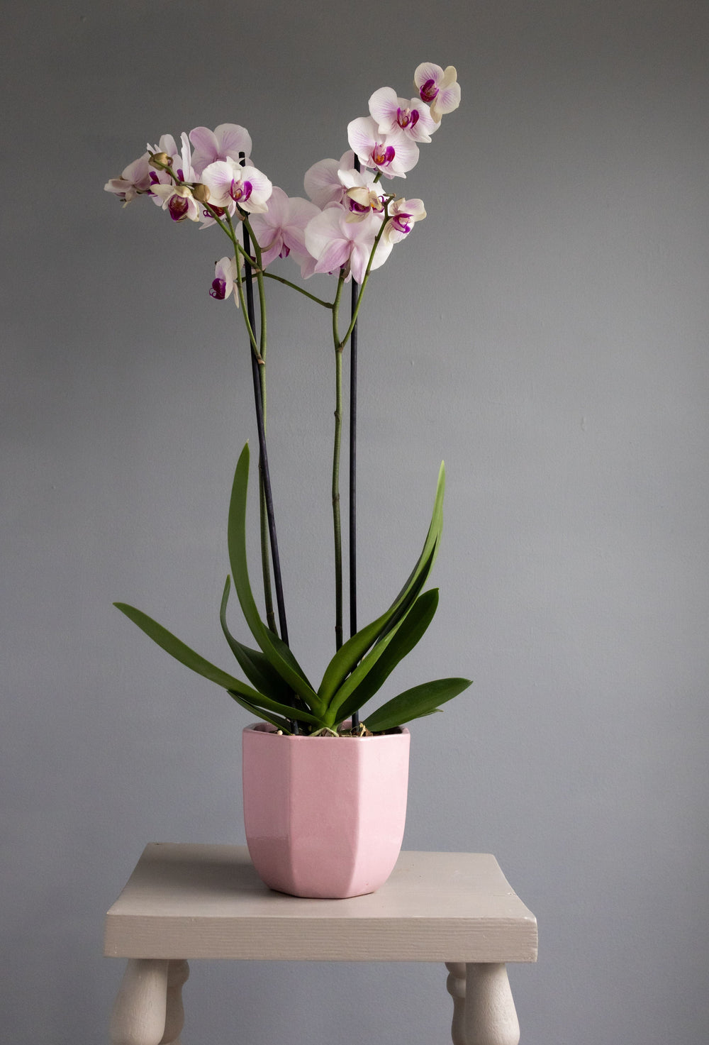 Large Pink Orchid in Pink Heptagon Ceramic Pot