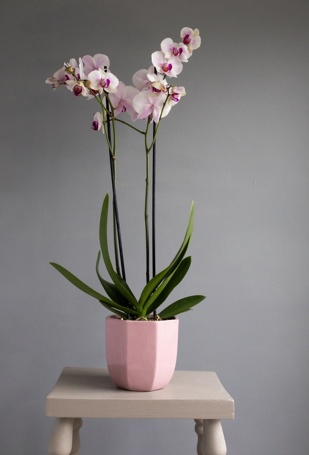 Large Pink Orchid in Pink Heptagon Ceramic Pot