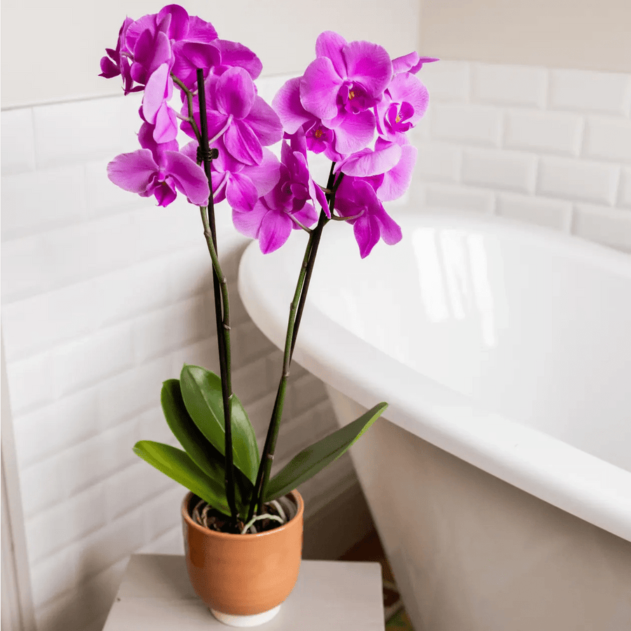 Large Purple Orchid in Glazed Cognac Ceramic Pot