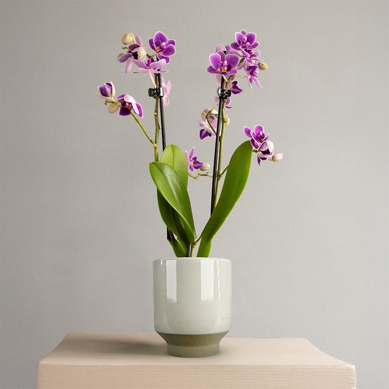 Large Purple Orchid in Matt Khaki Pot