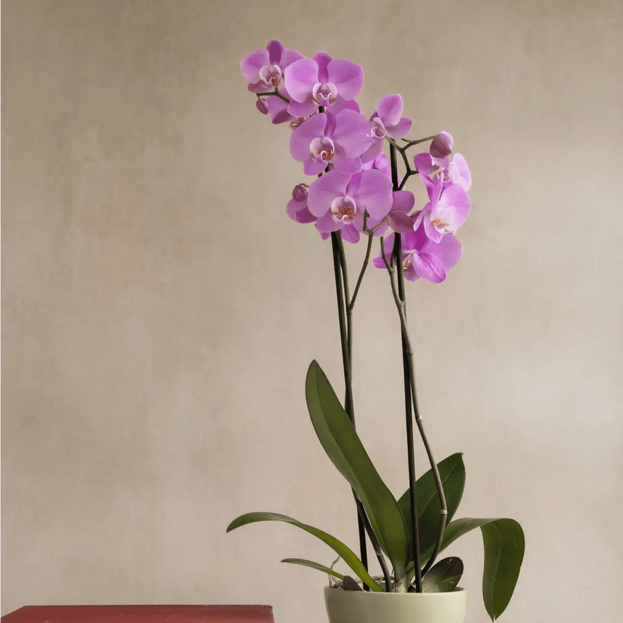 Large Purple Orchid in Matt Khaki Pot