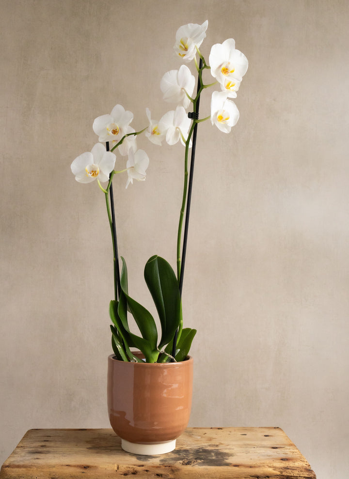 Large White Orchid in Glazed Cognac Ceramic Pot