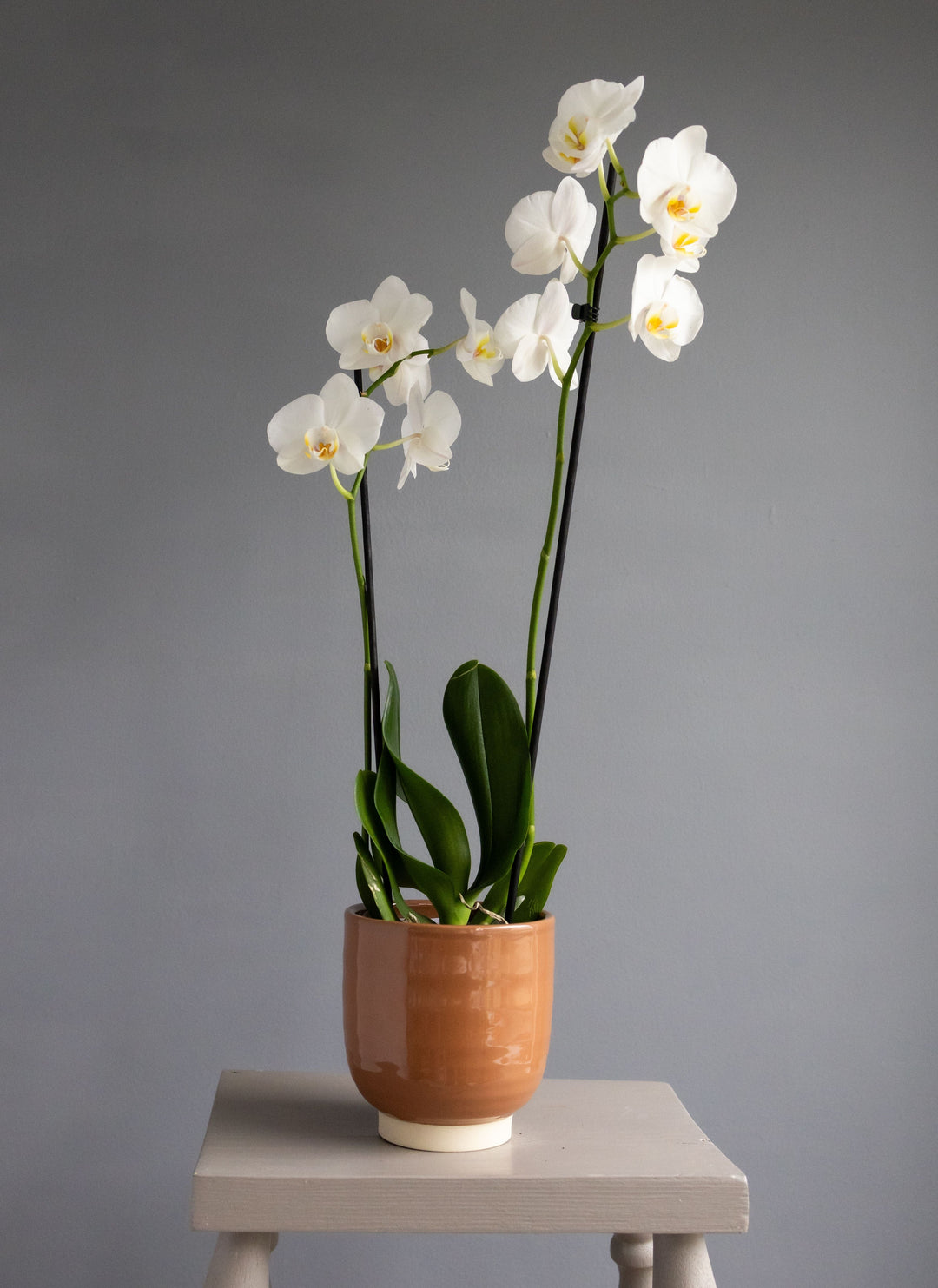 Large White Orchid in Glazed Cognac Ceramic Pot